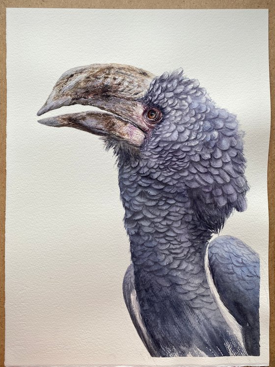 Grey-cheeked hornbill