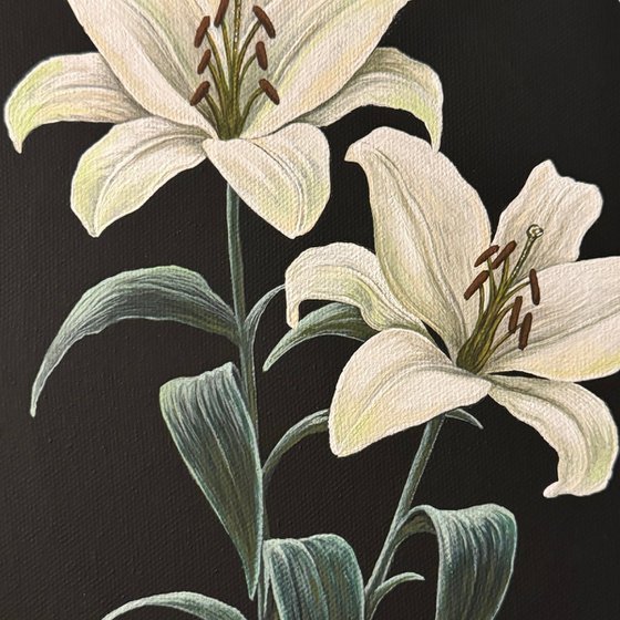 Lilium Candidum (White Lilies)