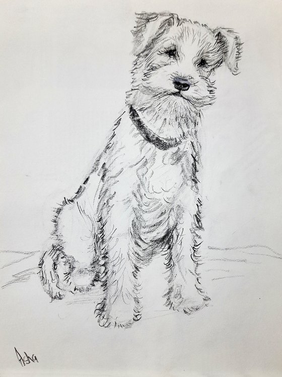 Wire fox Terrier Pet Dog