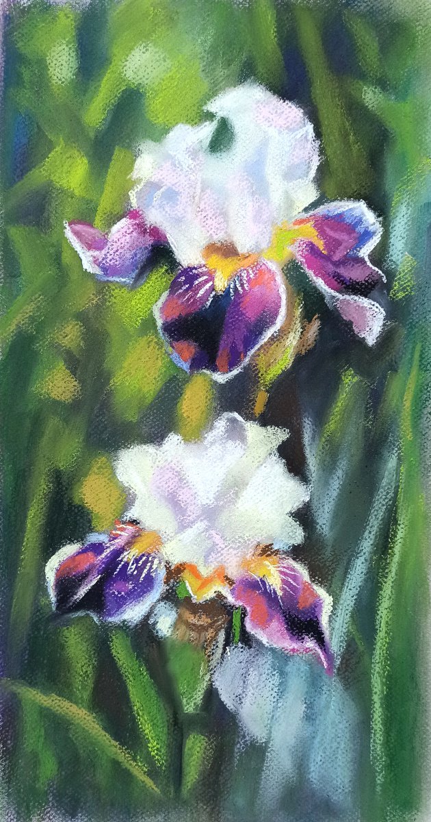 Irises by Magdalena Palega