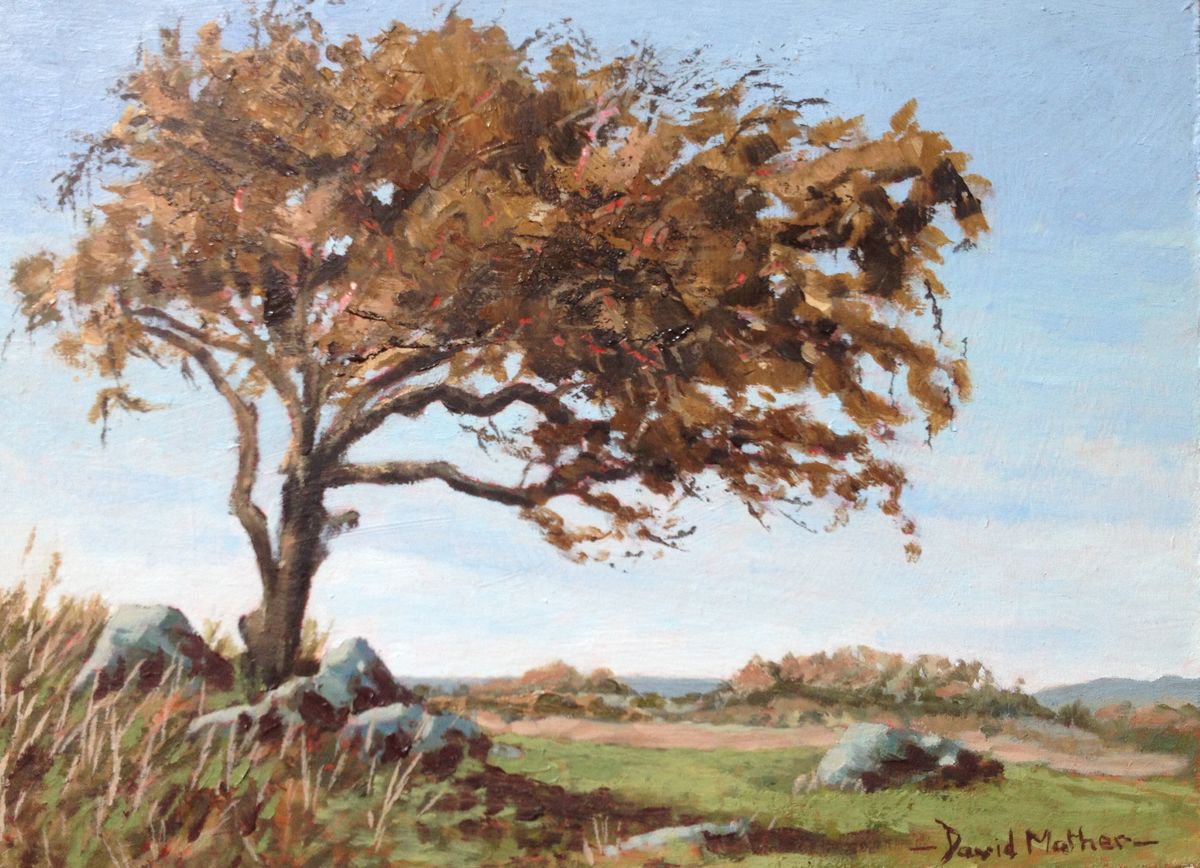 Windswept hawthorn tree by David Mather