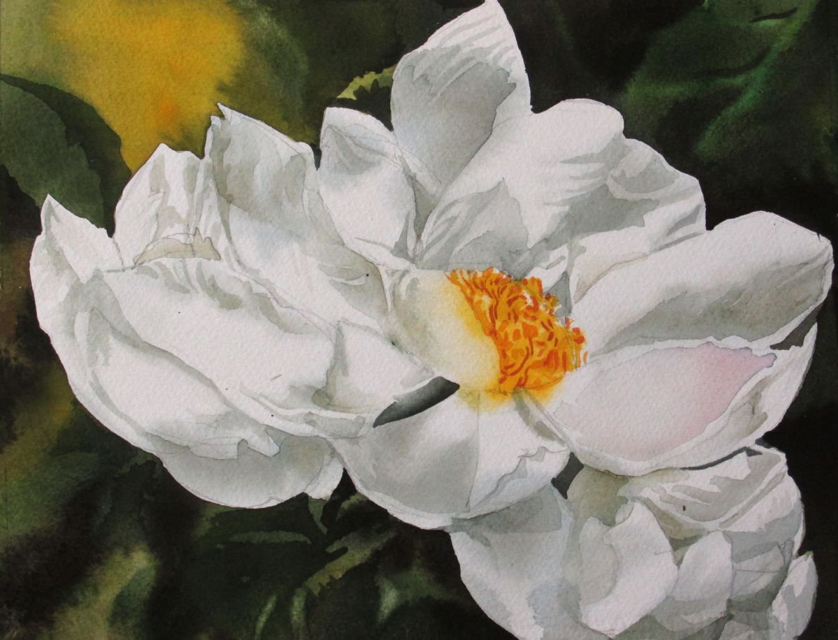 A painting a day # 12 white peony by Alfred Ng