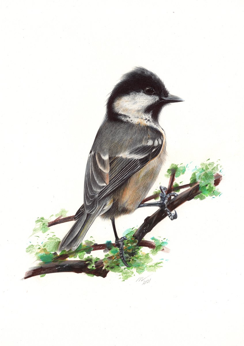 Coal Tit - Little Bird Portrait (Realistic Ballpoint Pen Drawing) by Daria Maier