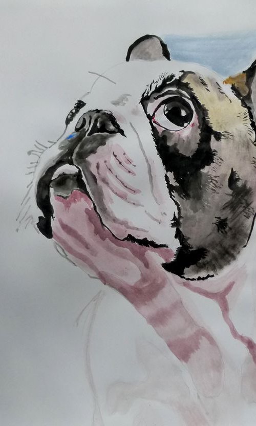 Bulldog by Soso Kumsiashvili