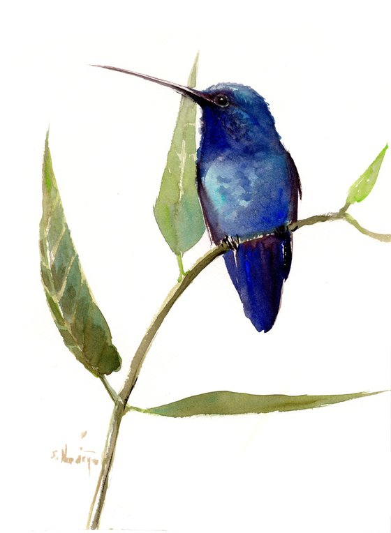 Blue Hummigbird