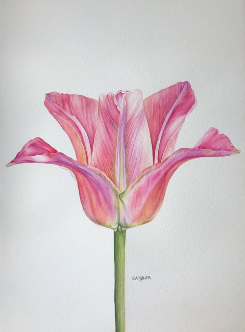 Pink Tulip 2 by Charlotte Ambler