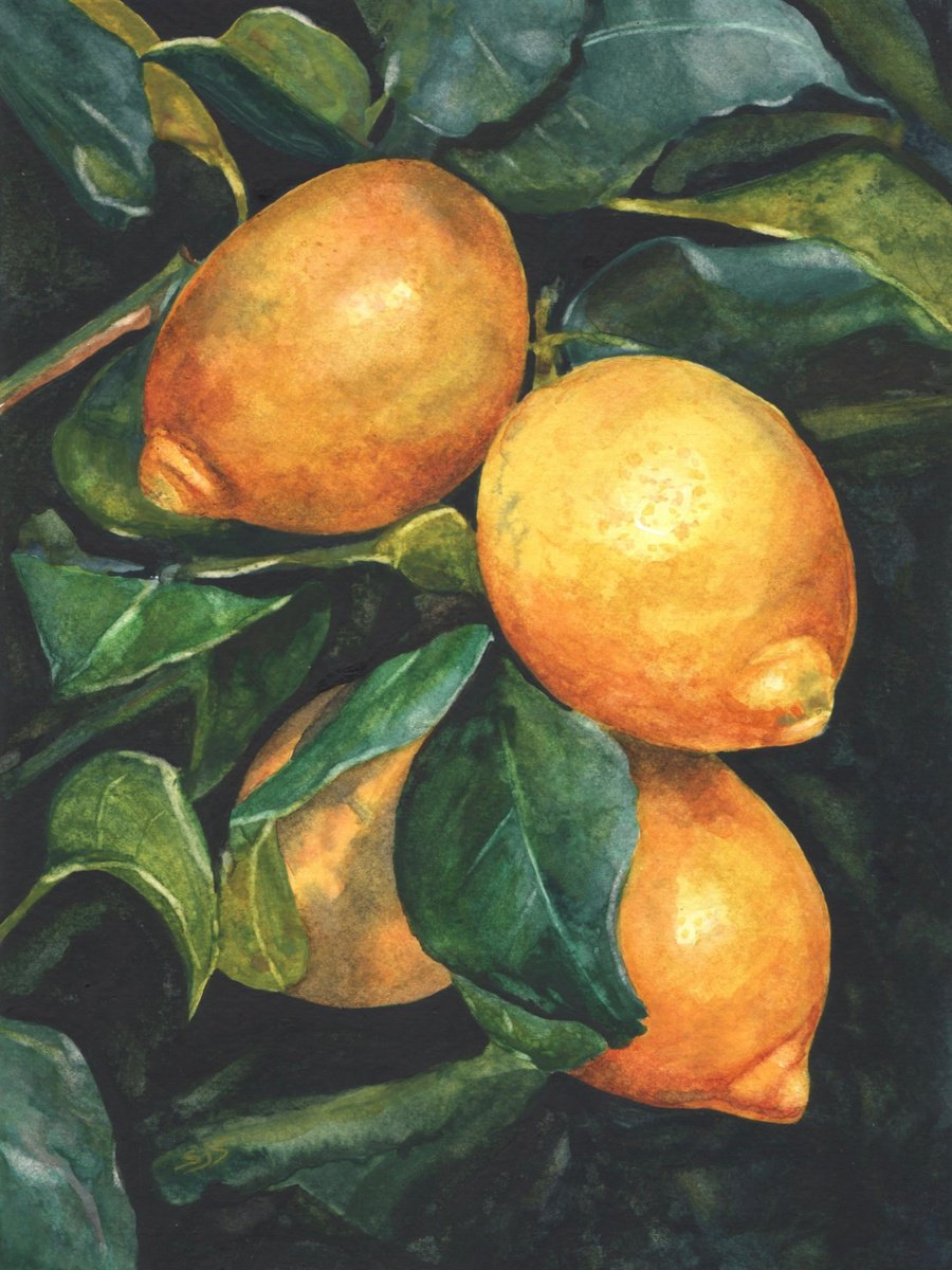 Photorealistic Watercolour , Study Of Lemons By Sarah Stowe, 9 X 12, Artwork For Sale On Artfinder