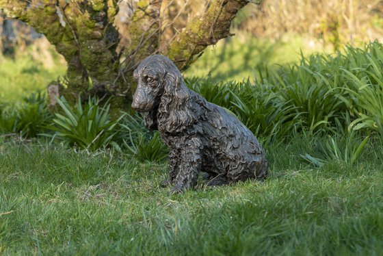 Sitting Cocker Spaniel BR