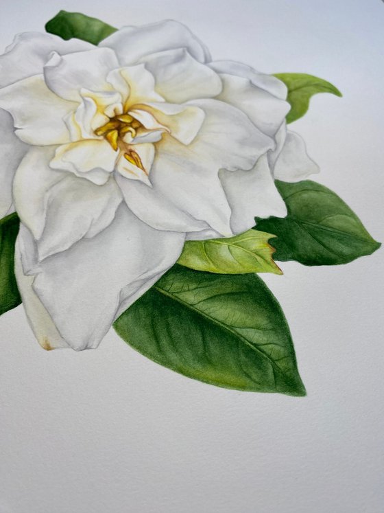 White Gardenia