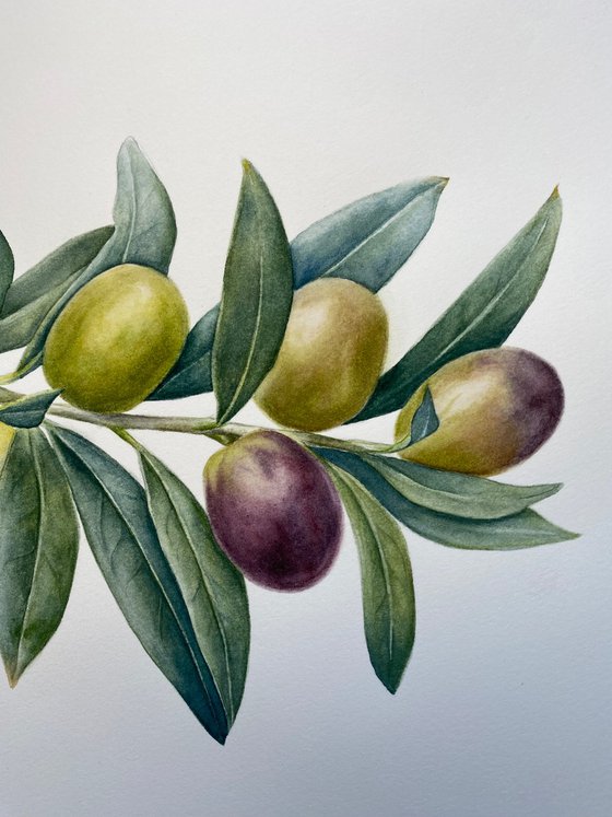 Olive Branch