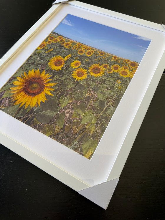 THE SUNFLOWERS