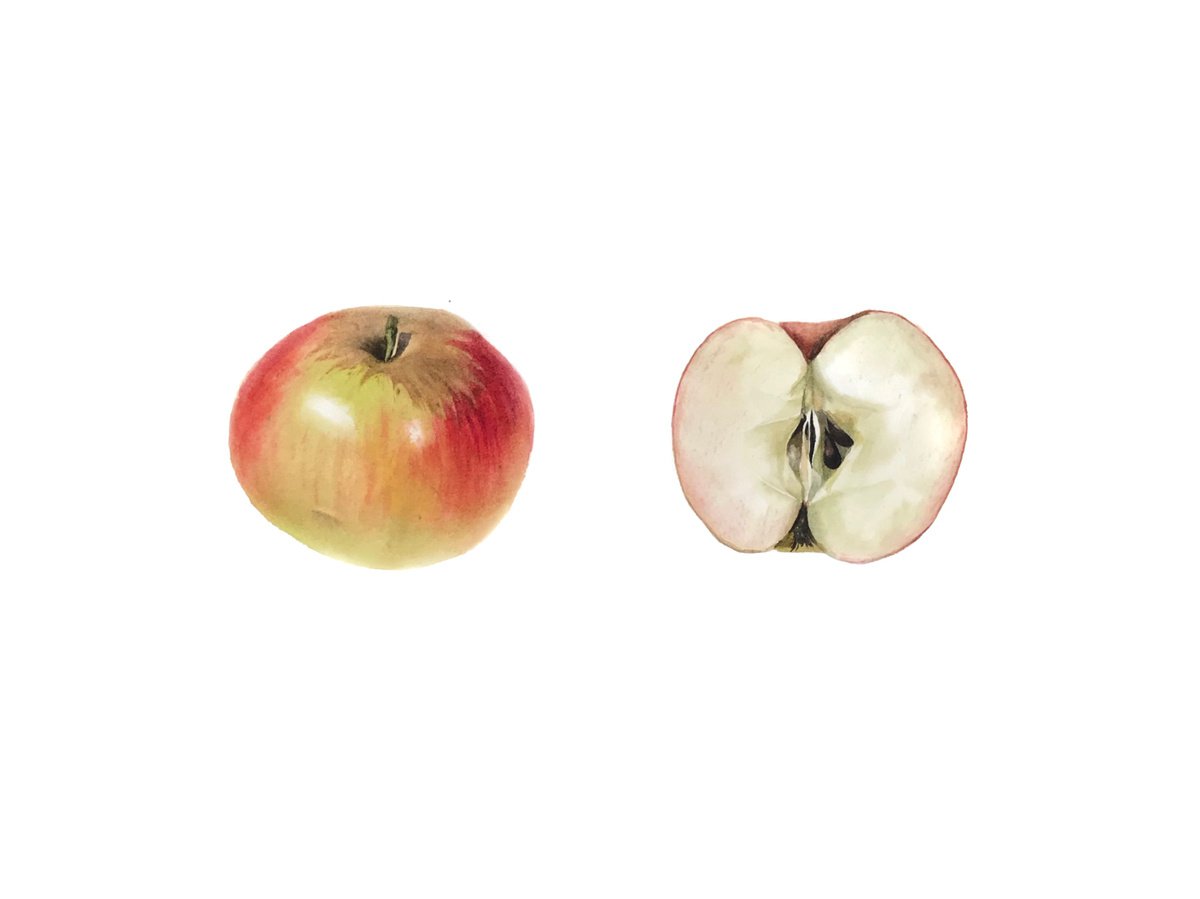 Apple and its half watercolor botanical illustration by Ksenia Tikhomirova