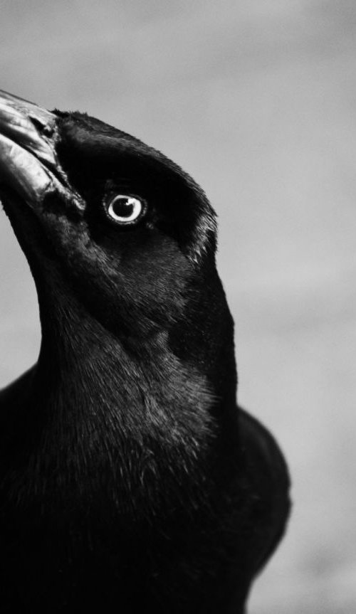 Great-tailed grackle I, TX, USA by Charles Brabin