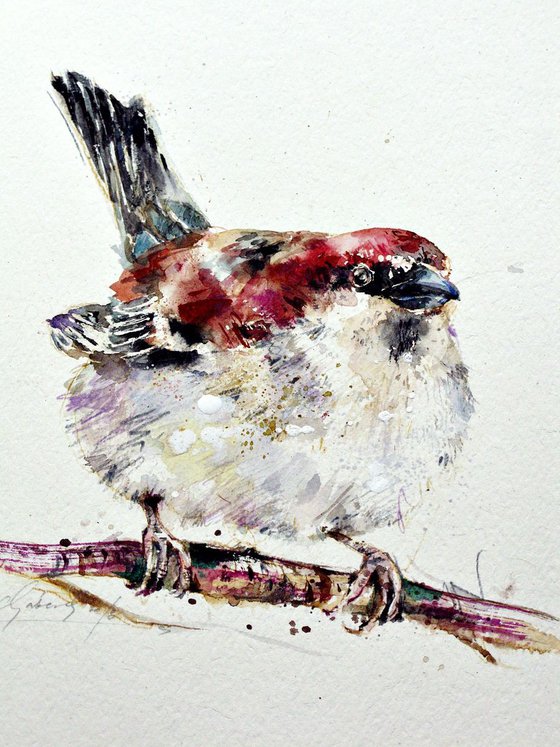 sparrow