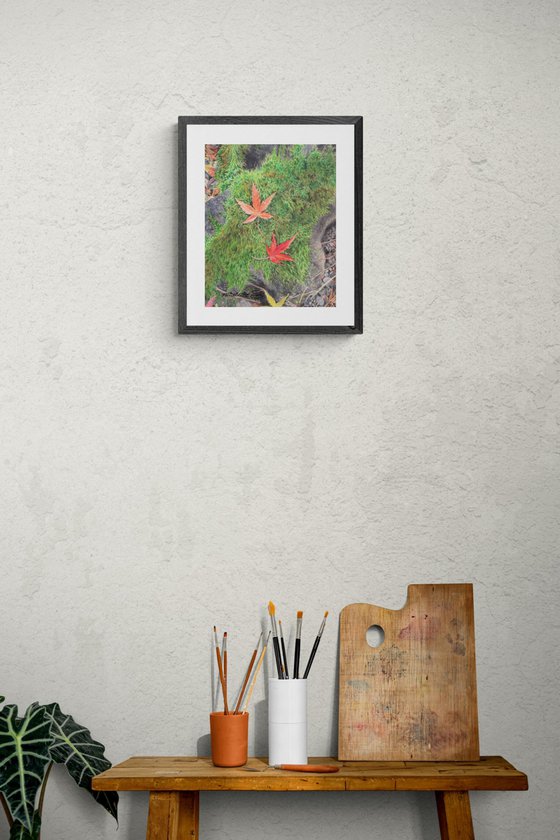 Fallen Leaves On A Mossy Rock