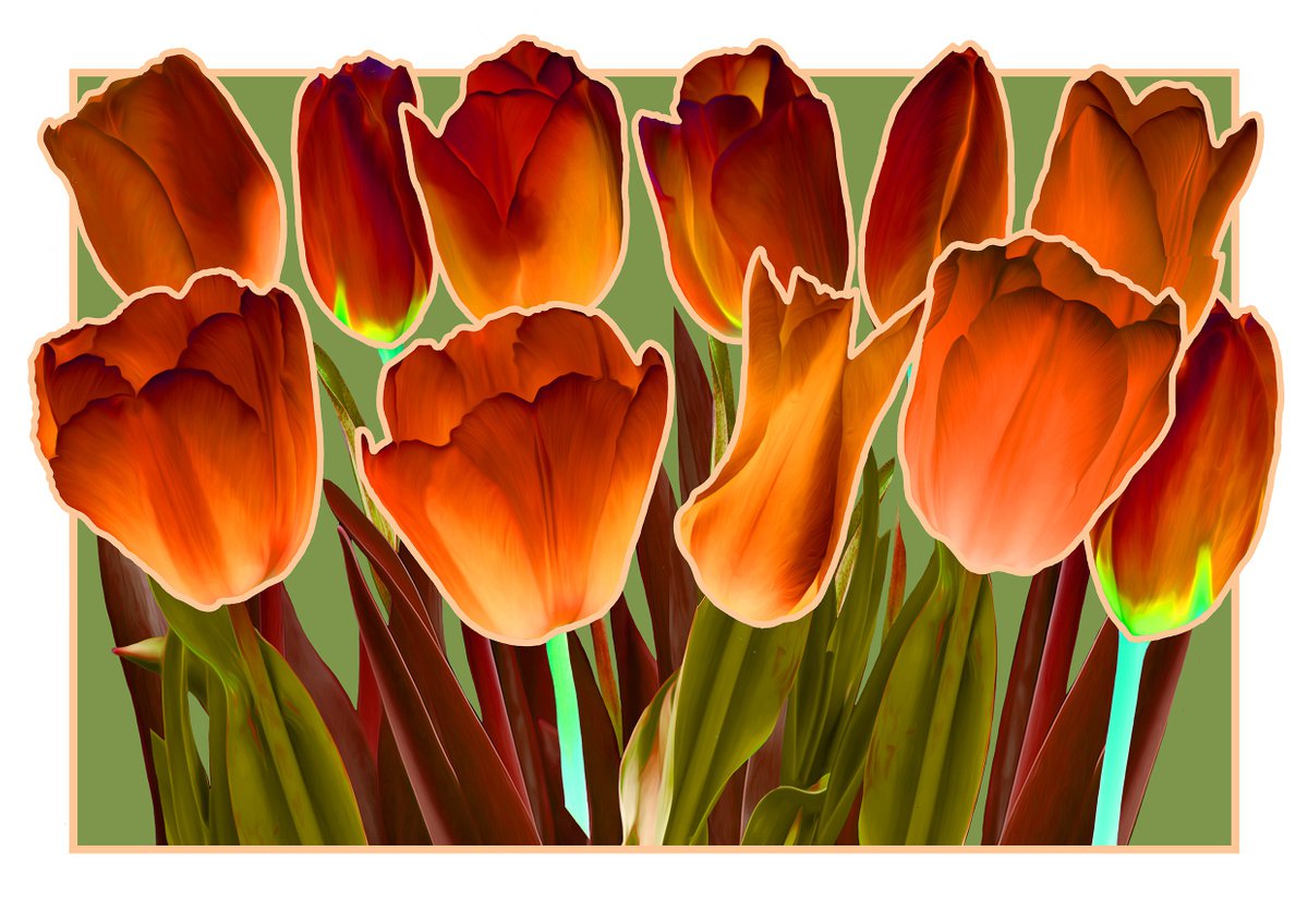Dark Orange Tulips by Rod Vass