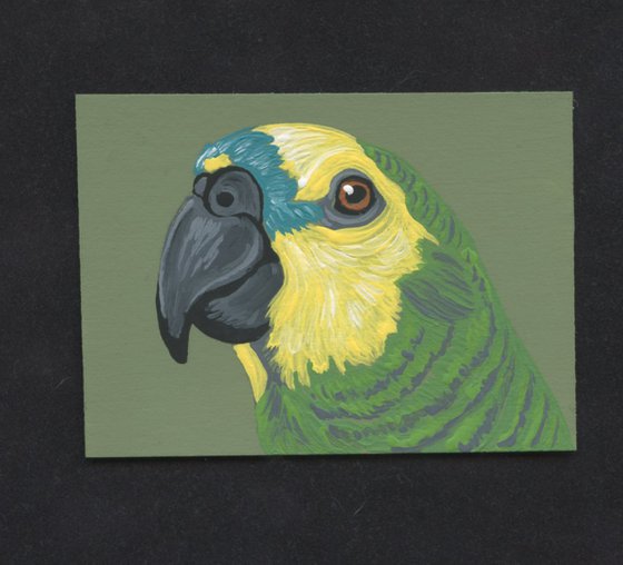 ACEO ATC Original Miniature Painting Blue Head Amazon Parrot Pet Bird Art-Carla Smale