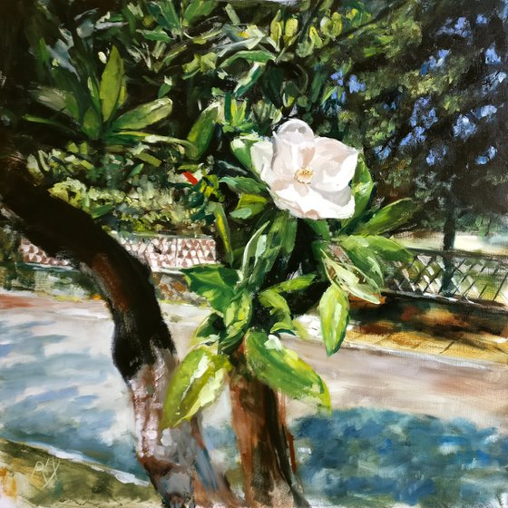 Magnolia -- outdoor still life with magnolia tree blossom