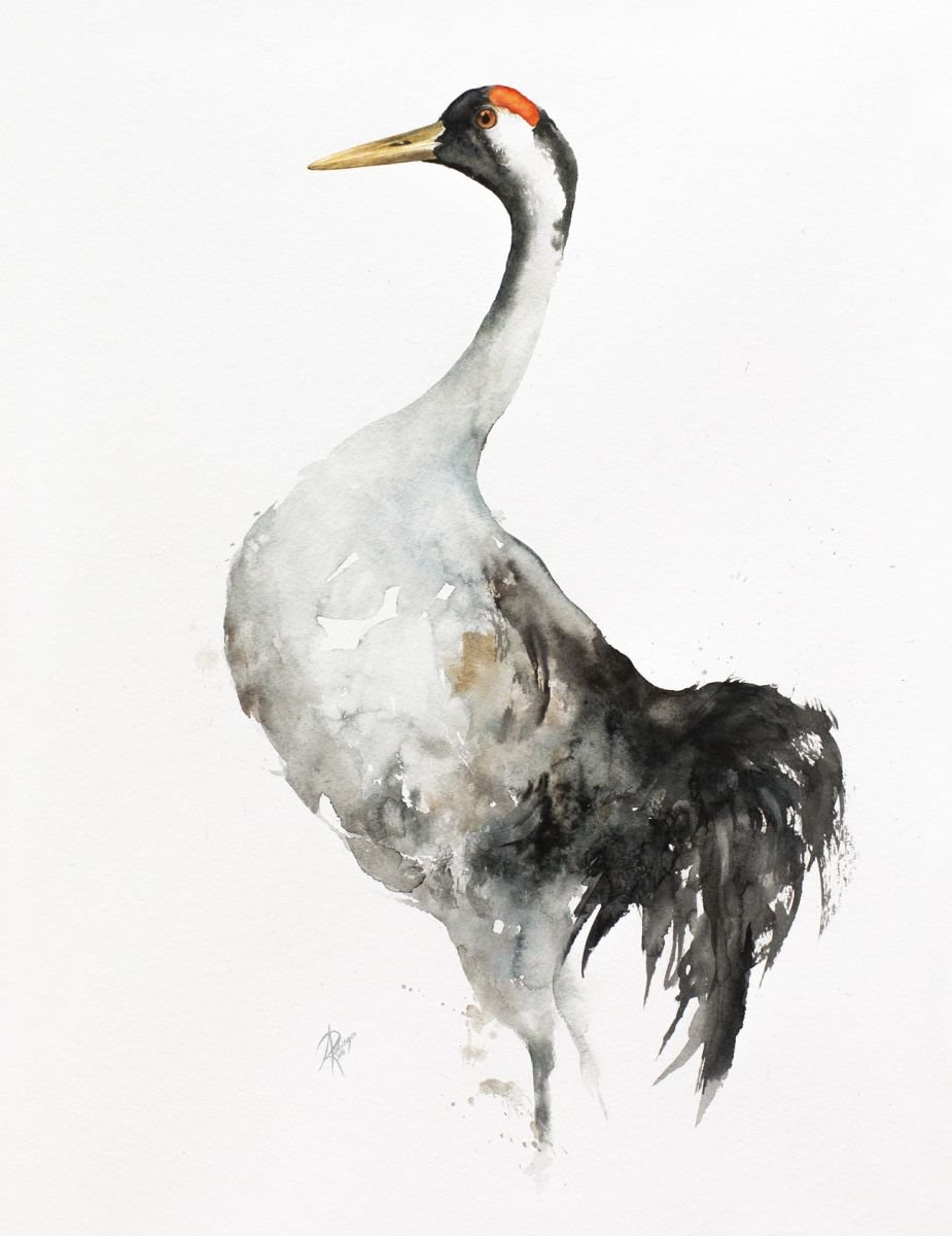 Common Crane (Grus grus) by Andrzej Rabiega