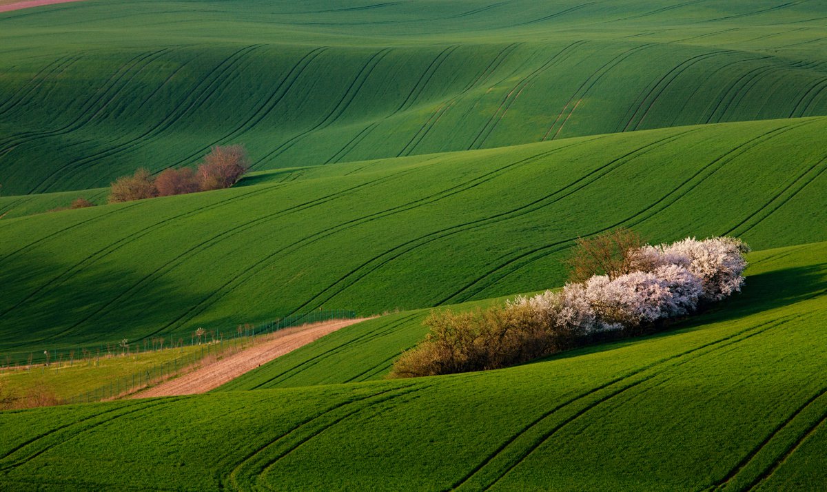 Moravia 6. Bloom 1. by Pavel Oskin