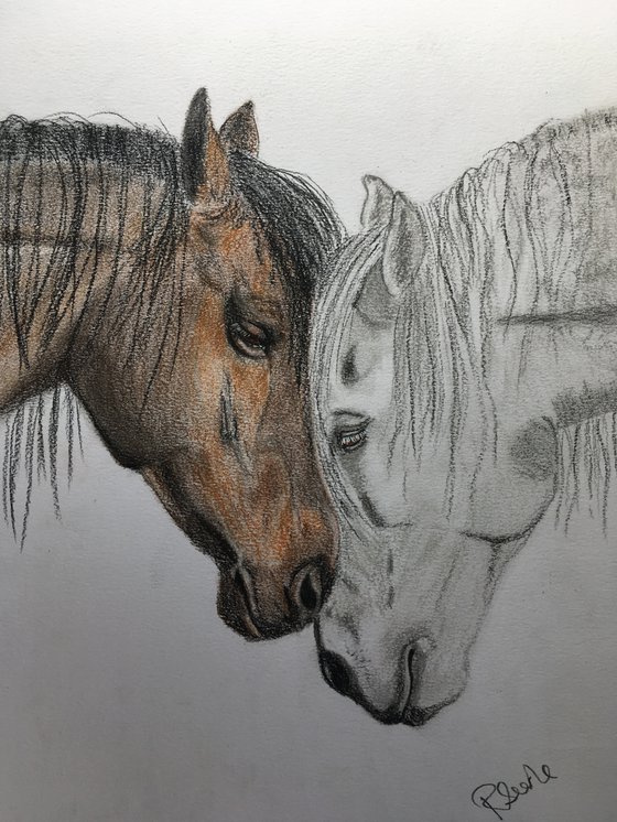 Horse Friendship