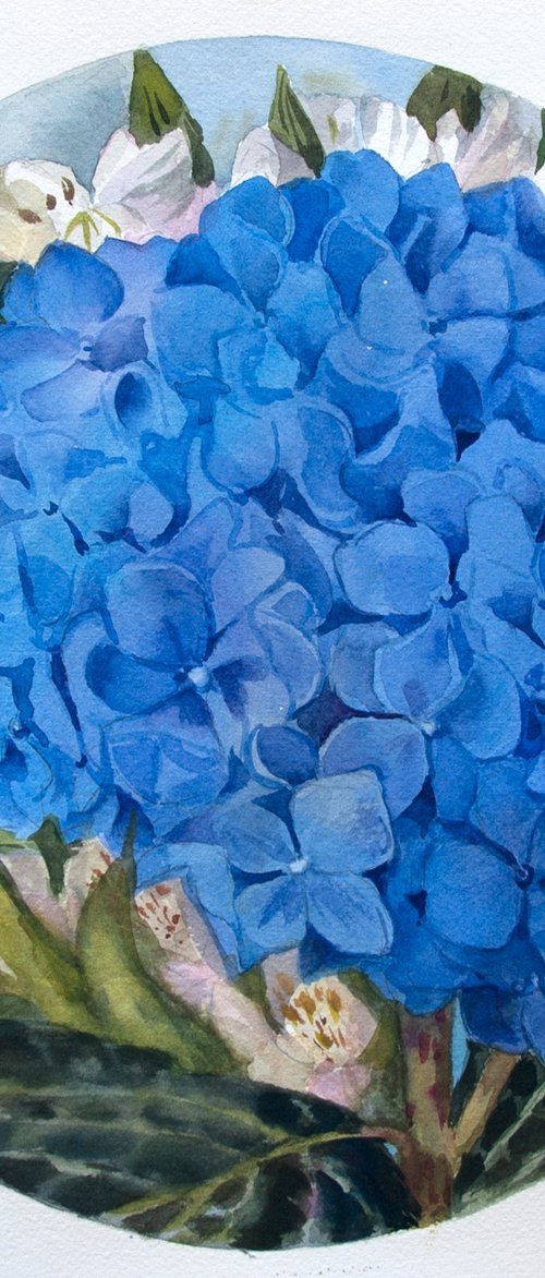Blue hydrangea by Yulia Krasnov