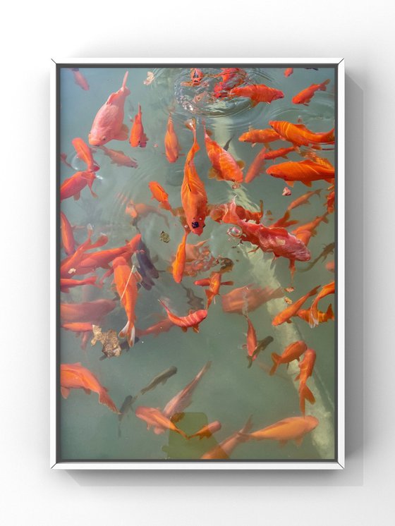 Red fishes VII