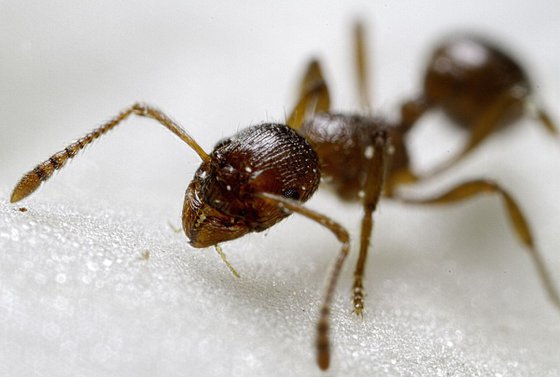 Insects - Extreme Macro Ant