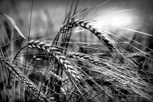 Wheat by Martin  Fry