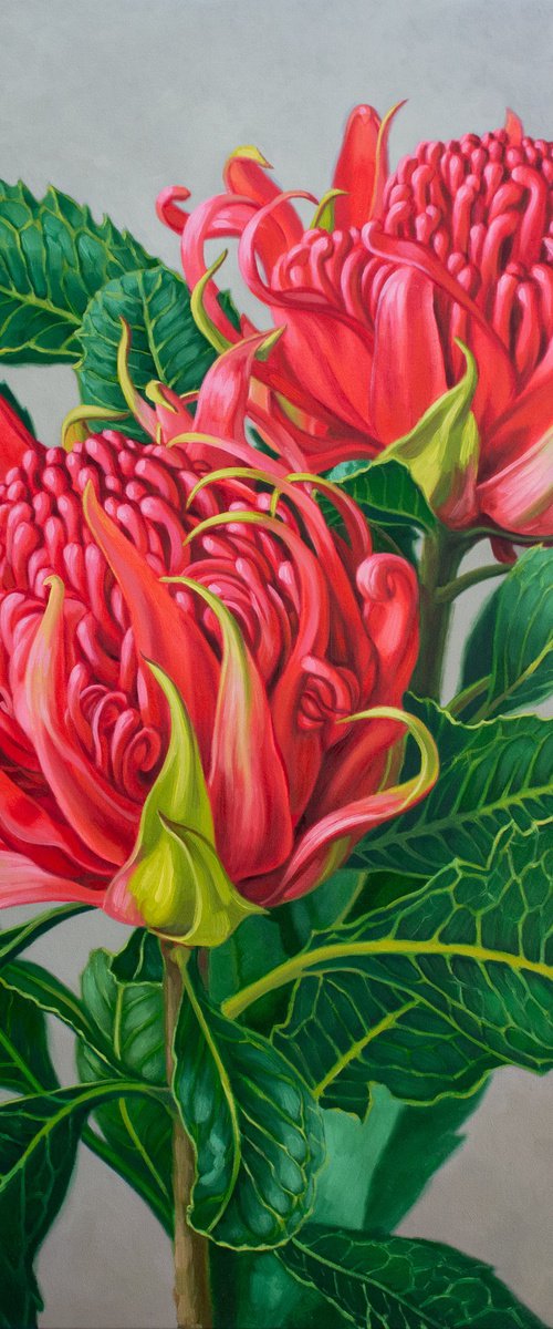 Red Waratahs by Fiona Craig