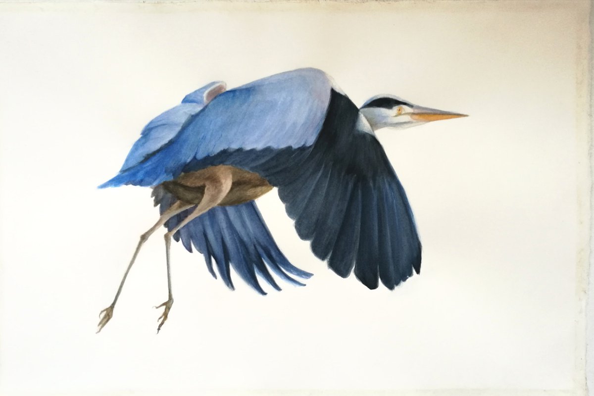Blue heron by Daniela Roughsedge
