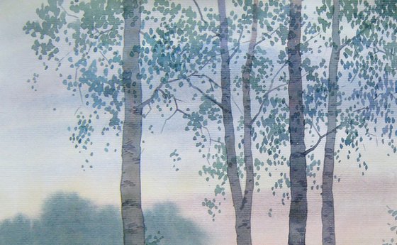 Birches in the forest