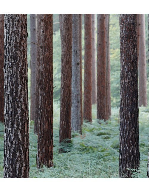 New Forest Pano VII by David Baker