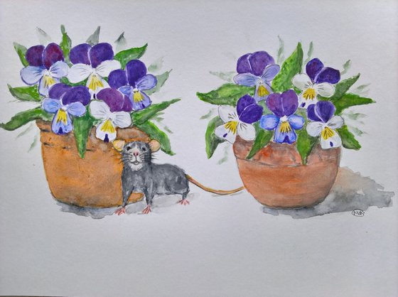 Violas and a little grey Mouse