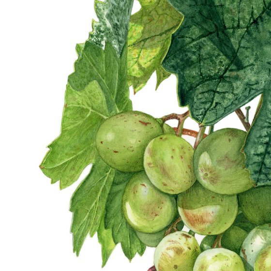Green Grapes