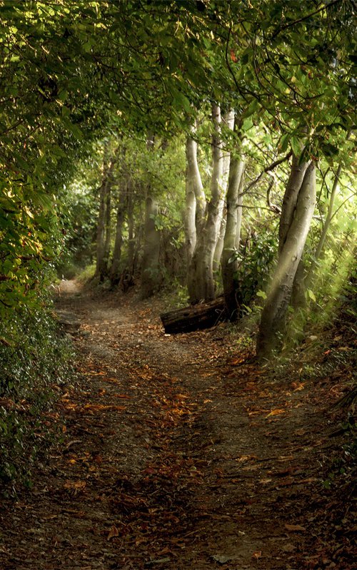 The Path to Flimwell by Adam Regan