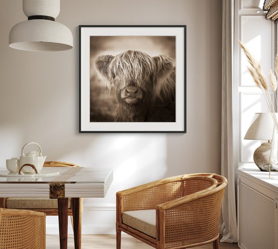Scottish Highland Cow