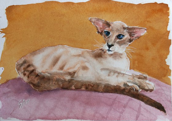 Siamese cat