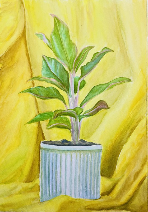 A plant & pot