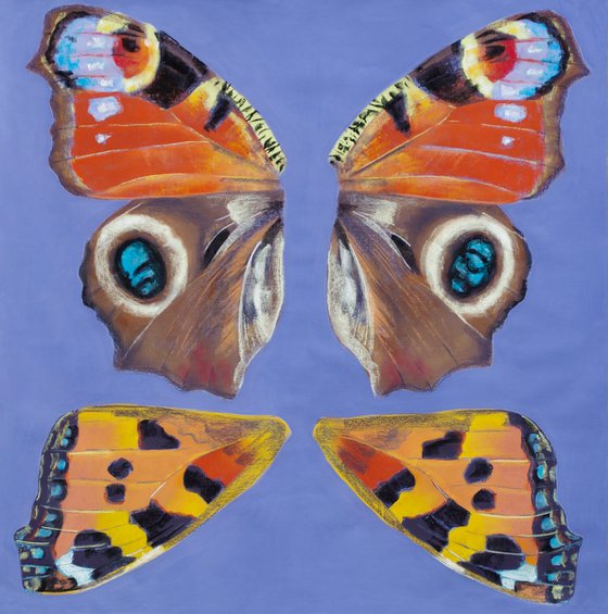 Aglais io (peacock butterfly)