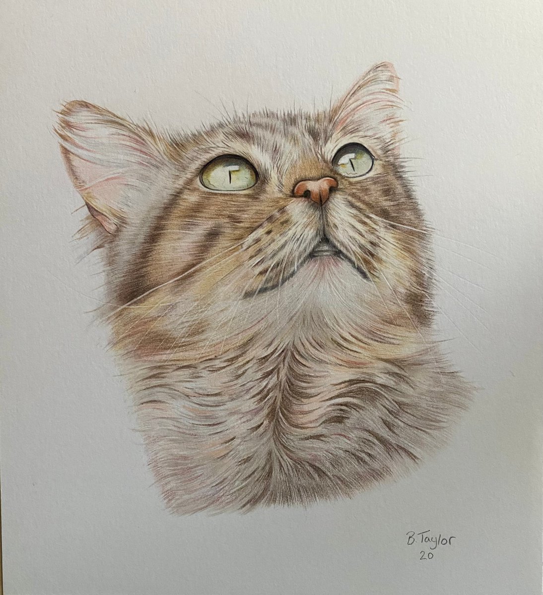 Cat drawing by Bethany Taylor