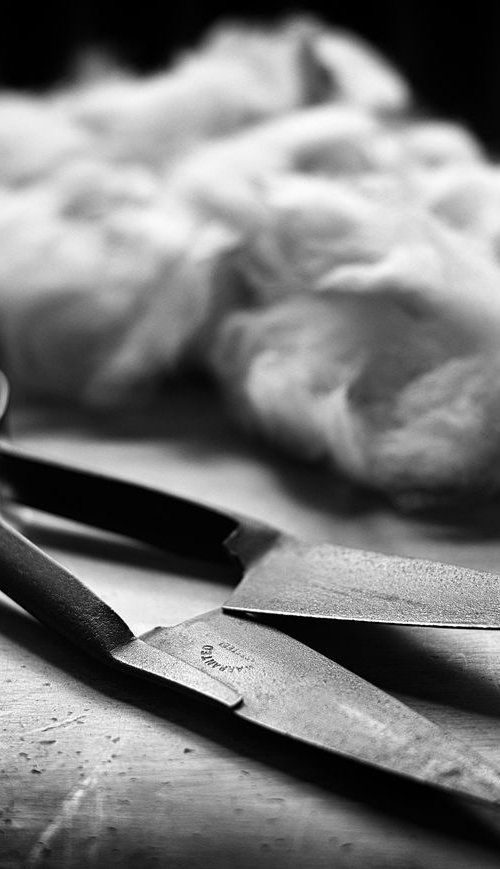 Sheep Shearing by Stephen Hodgetts Photography