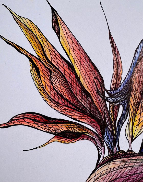 ORANGE STRELITZIA DRAWING