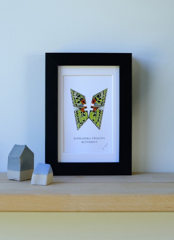 Euphaedra Ueleana butterfly