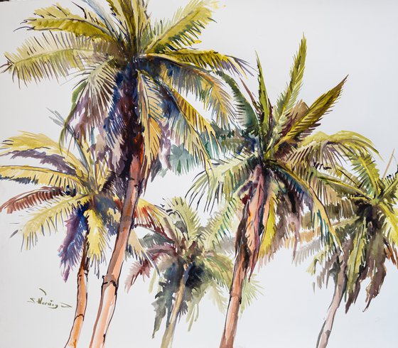 Coconut Palm Trees