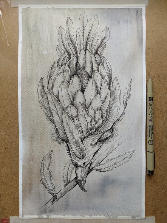 Protea