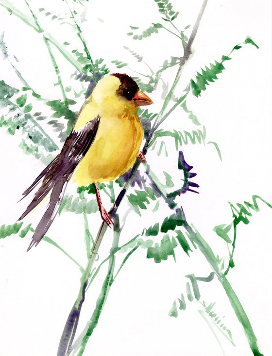 American Goldfinch