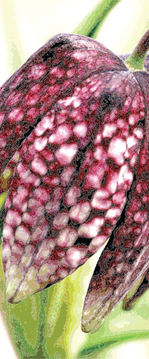 Fritillaria meleagris by Keith Dodd