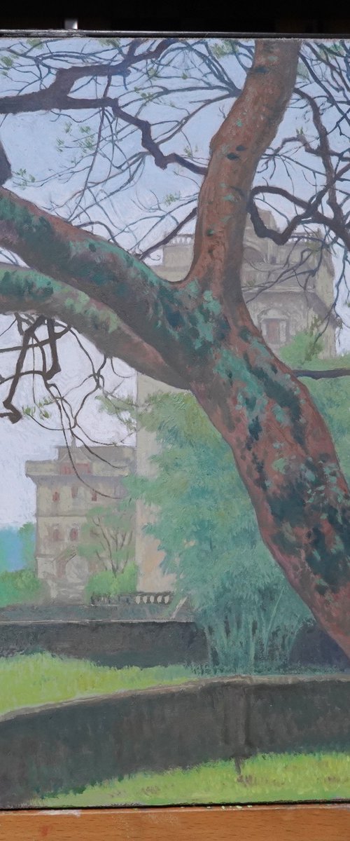 Poinciana by RuoShen