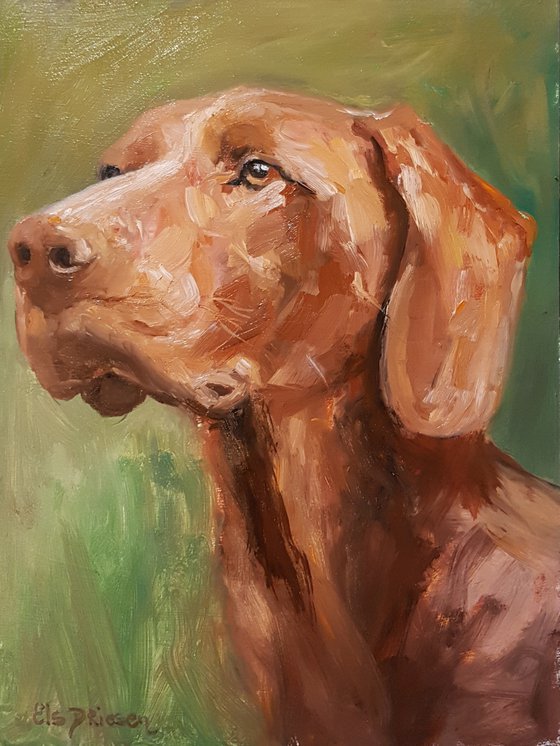 Vizsla portrait